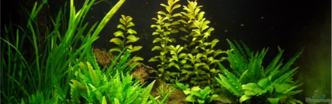Becken 7189 von CaridinaJaponica