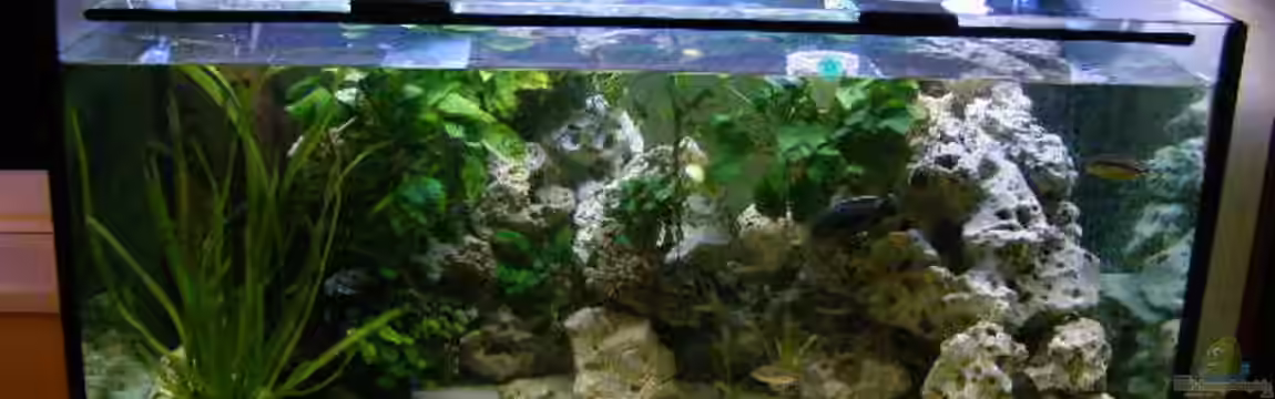 Becken 7555 von kittim