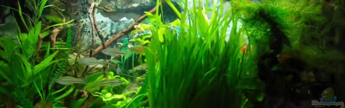 Becken 7783 von Aquarienfreund44