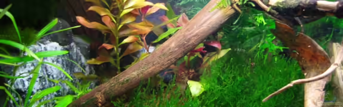 Becken 8056 von Aquarienfreund44