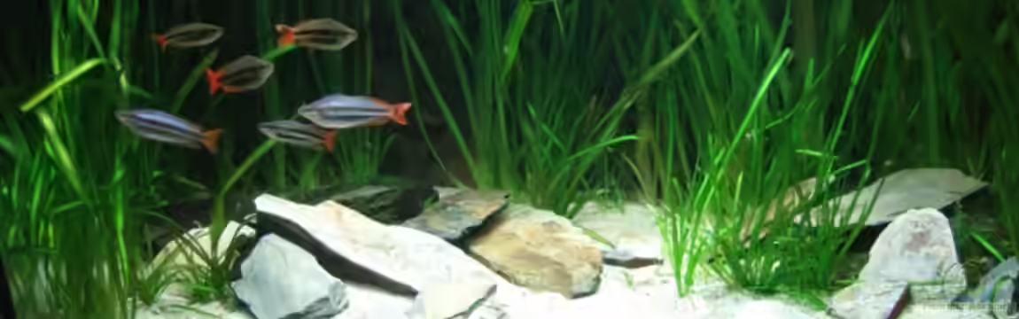 Becken mit Melanotaenia splendida australis von Kuller