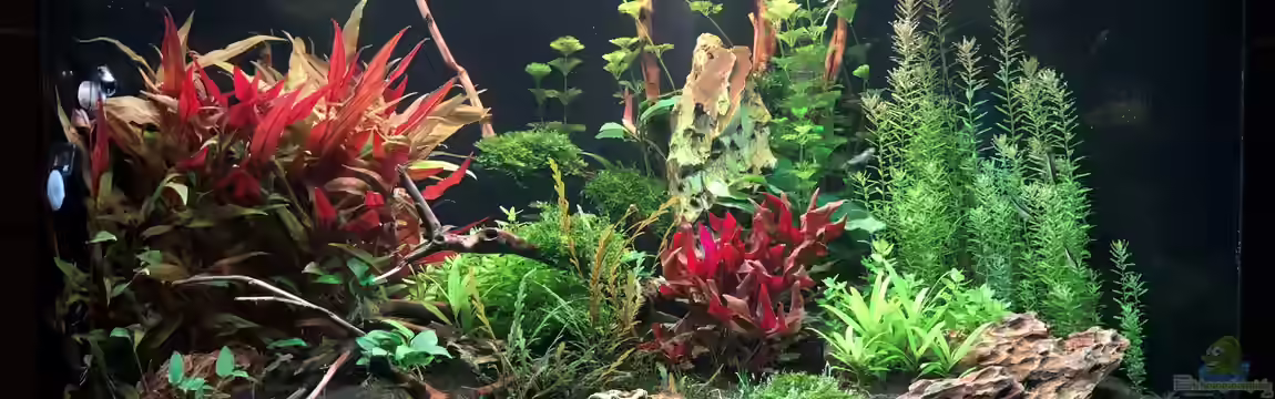 Bepflantztes Eckaquarium von Sergio Bandeiras
