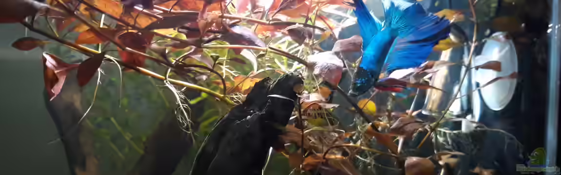 Betta Fred's Schwarzwasser Revier von Michael Müller
