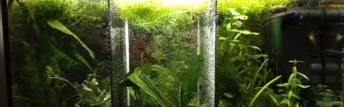 Betta Splendens von Jeany