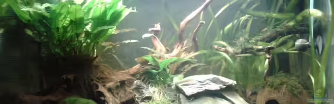 Betta splendens von Jessi & Daniel