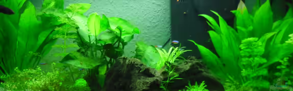 Betta Weibchen in Gesellschaft von schwarzwald