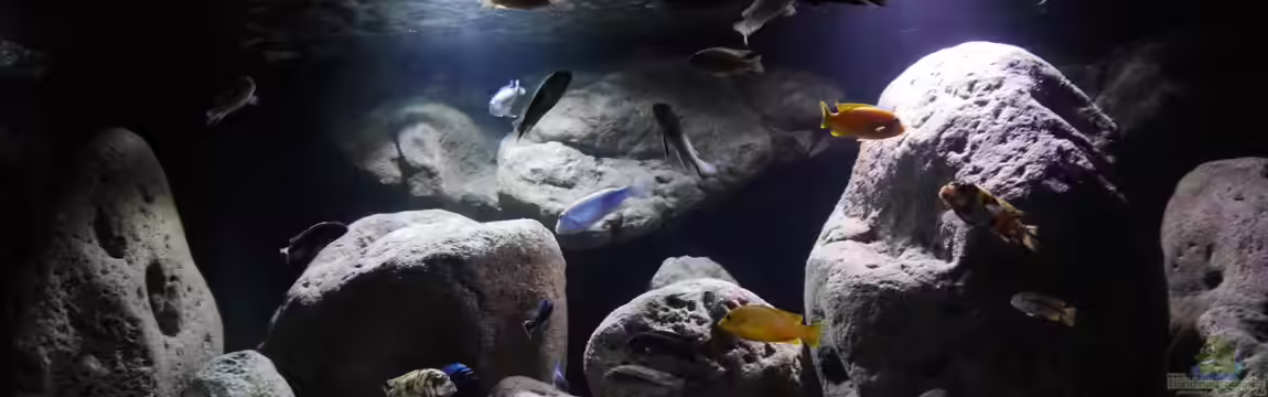 Big Rock Mbuna von Jan Steger