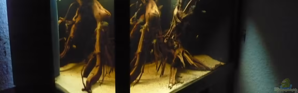 Biotope~Tank von Der Dortmunder