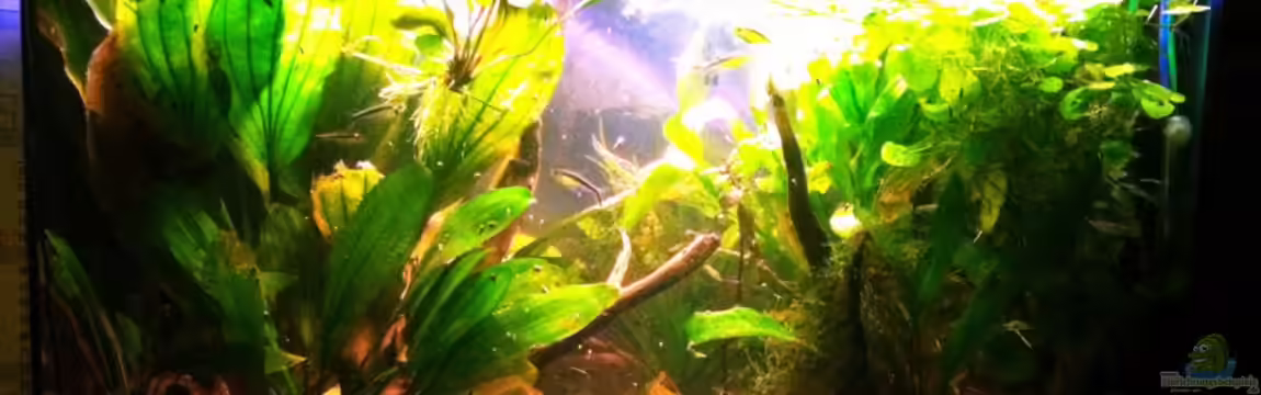 Blätterwald Amazoniens von Caricciola