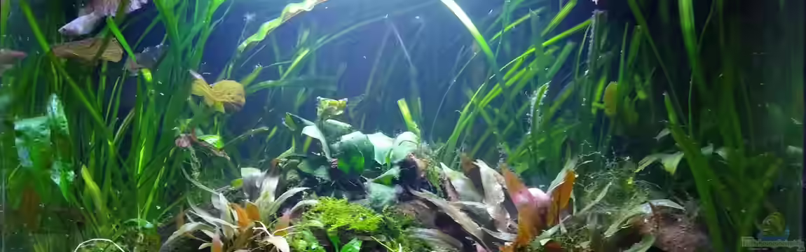 Blue Dream und Betta Becken von Stephy