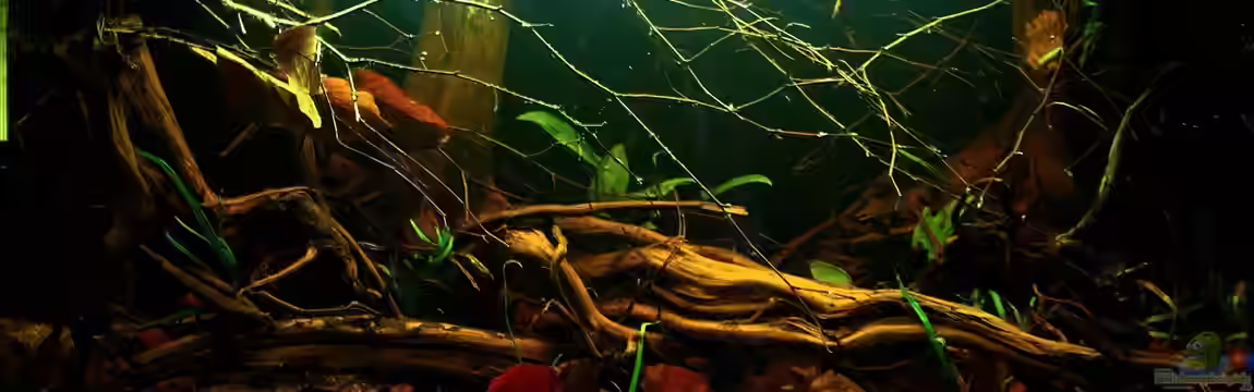 Borneo von Koehler