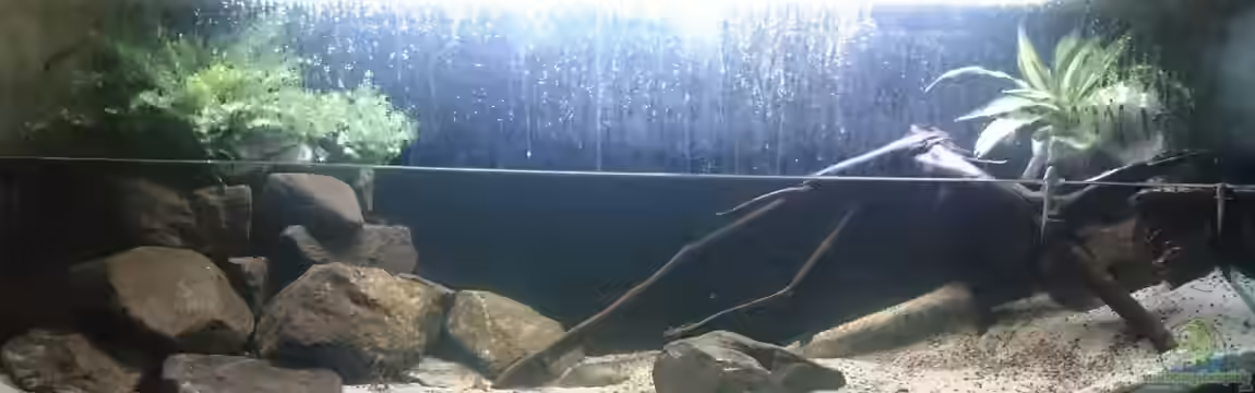 Brackwasser Paludarium von David Hartleib