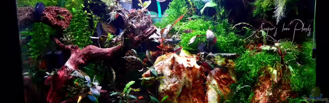 Bucetank von Scaper´s love Plants