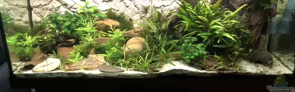 Cherax Pulcher von derflo