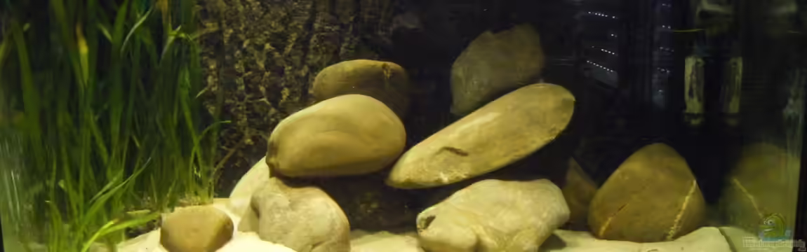 Cichlids of a small coast in the Lake Tanganyika von cichlid15