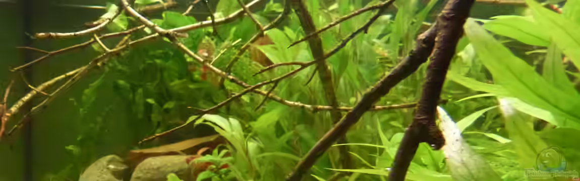 Colomesus asellus im Gesellschaftsaquarium von Leon St