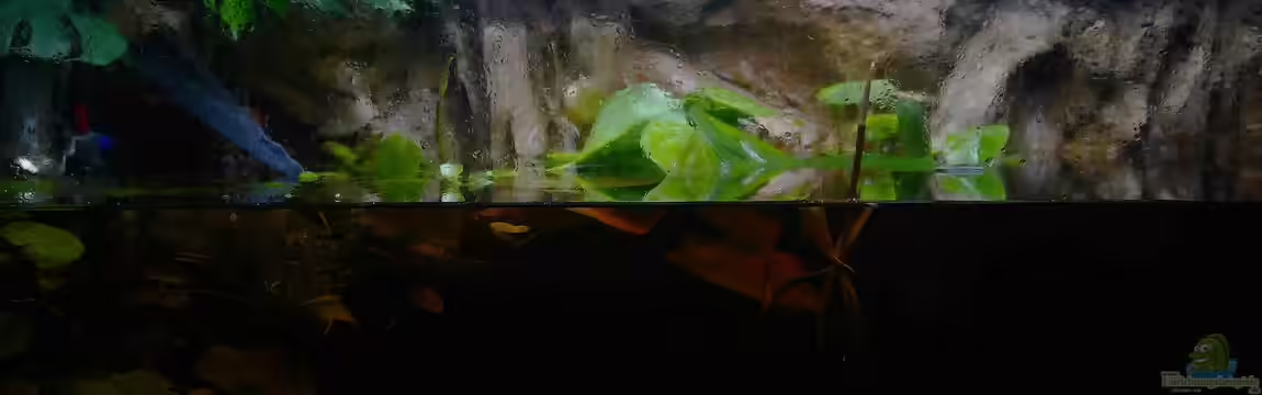 Copella-Aquarium von Goldfisch