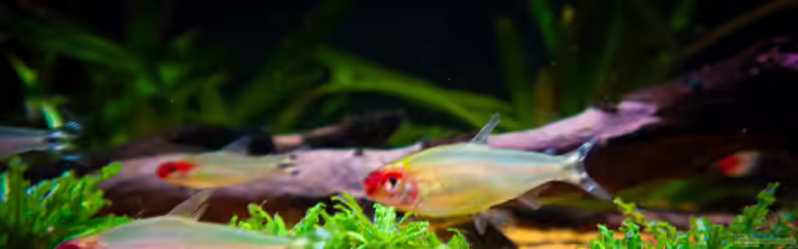 Cory-Kallax-Aquarium von DiskusMummy