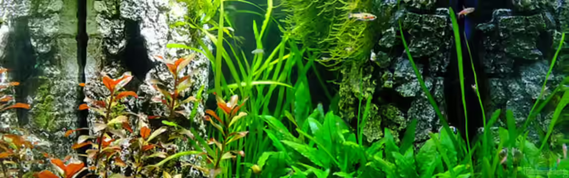 Cube 60 von avronaut