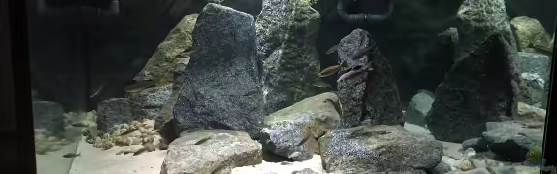 Cyprichromis Tank von Monaco