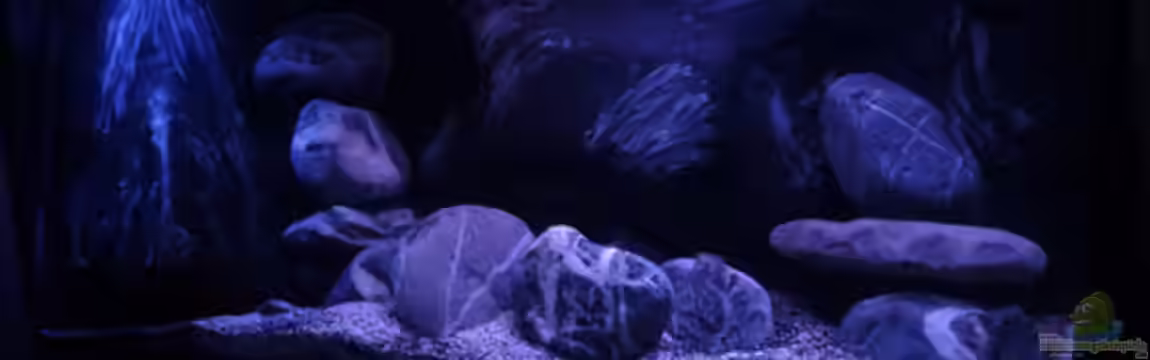 Dark Stone MBuna-aufgelöst- von AjakAndi