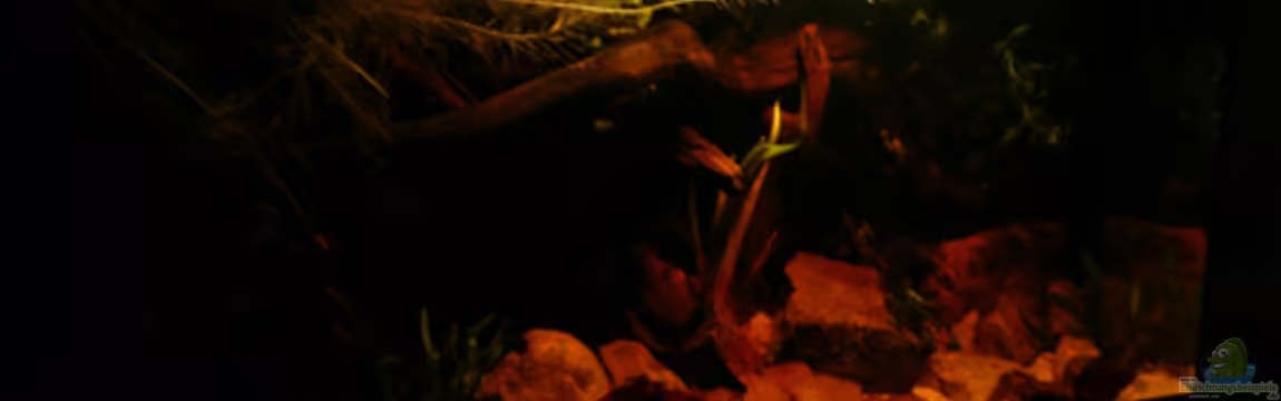 Dicrossus von Cichlid Power