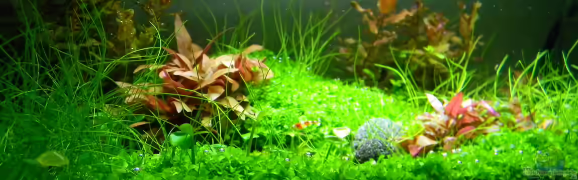 Dry Start Scape Mein Nanoprojekt von Alfur