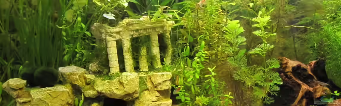 Eck-Aquarium von Wasserfloh*1