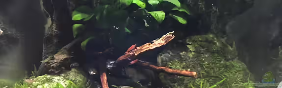 Ein mini Paludarium von Der Nicky