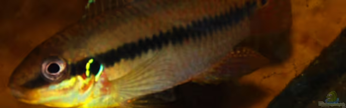 Enigmatochromis von Cichlid Power