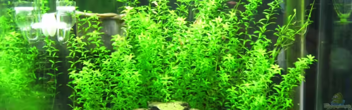 Erster Versuch, Nano von Robbie
