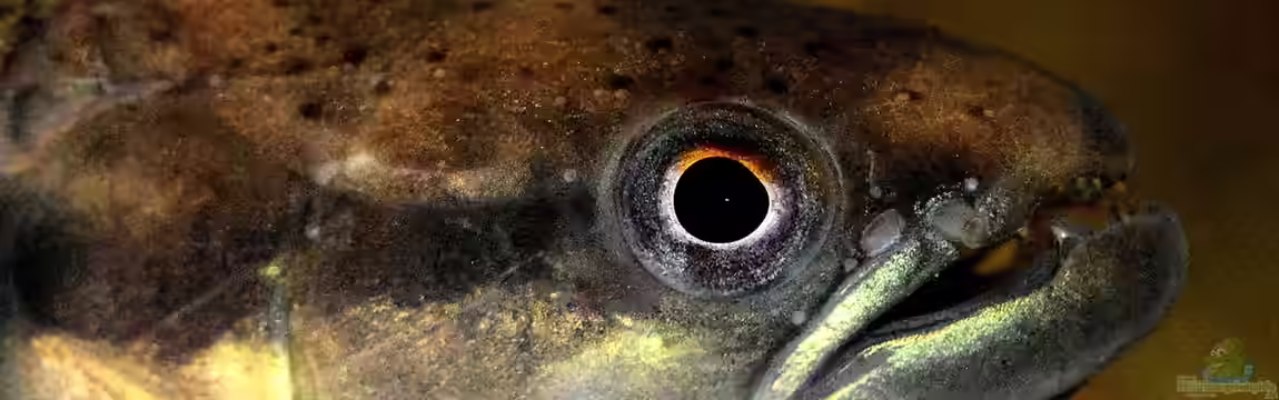Erythrinus von David Breuers