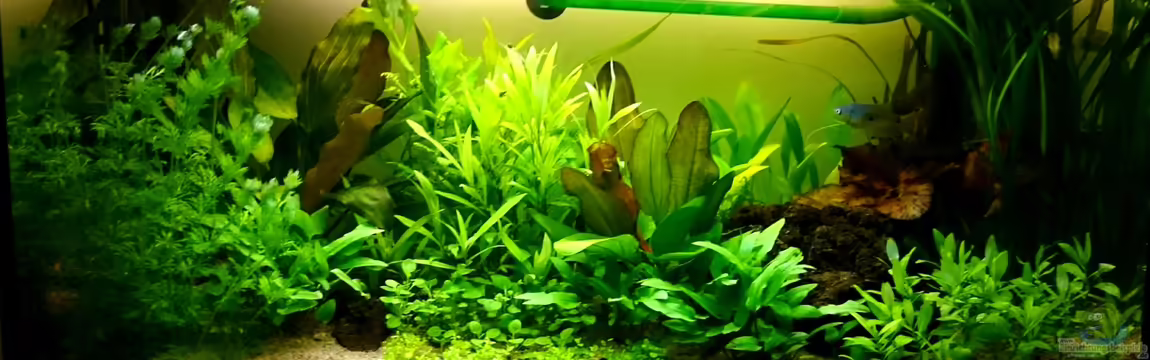 Fadenfischbecken von Fischdoktor