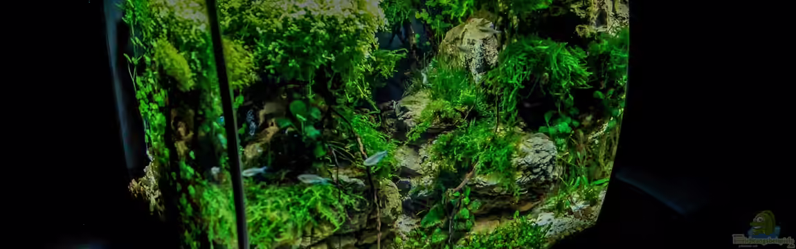 Fangorn von Fredo Fuss