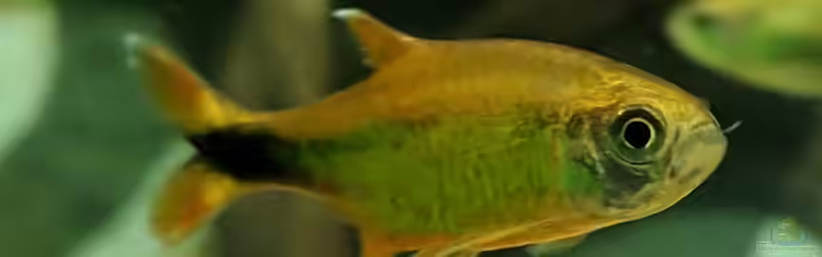 Fernseher von Ameisenalex