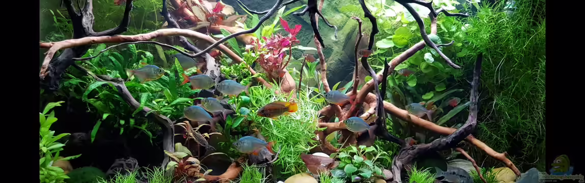 Fischmotel "Südamerika und mehr" von MADNESS1.0