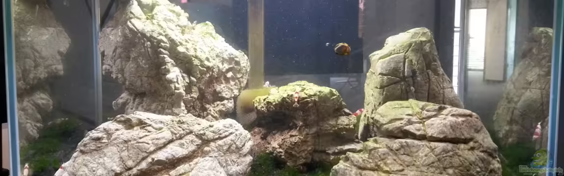 Fissidens Scape von Sven-0.
