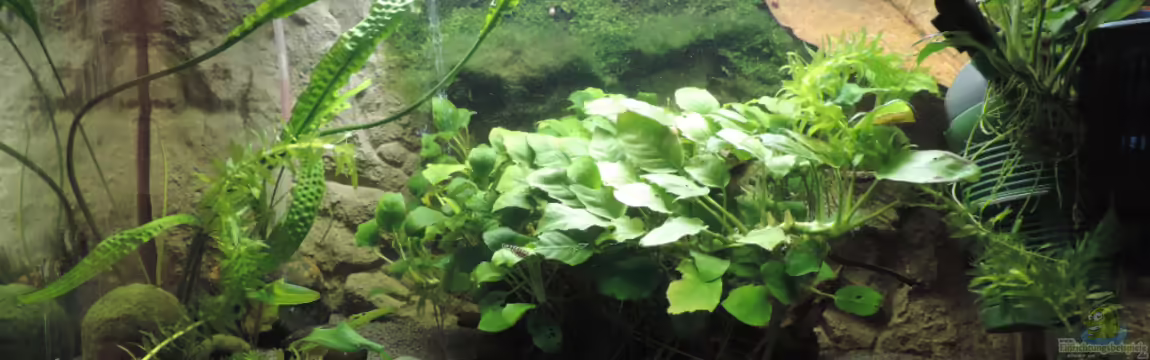 Flossensauger Becken von OreoEmmy