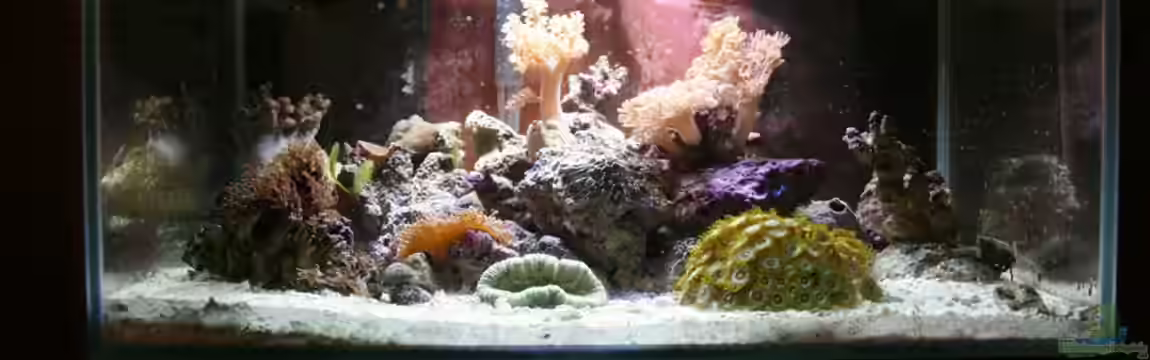 Fluval Nanoriff von Stalker