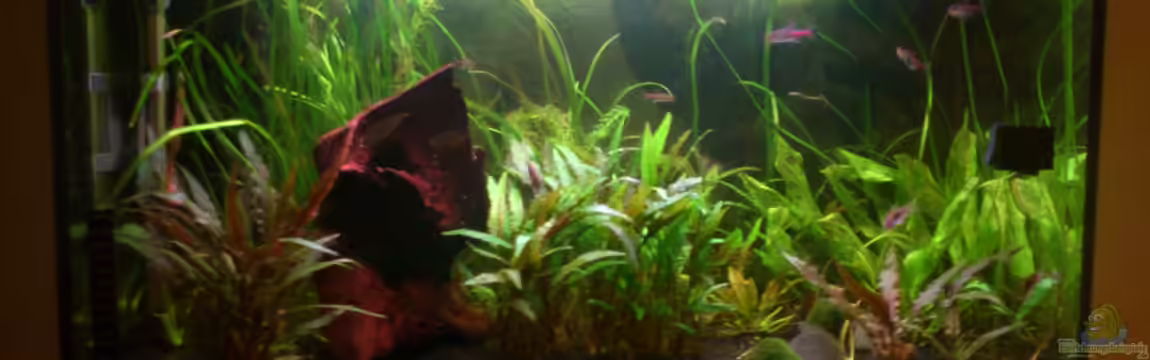 Fluval Roma von aqua rist