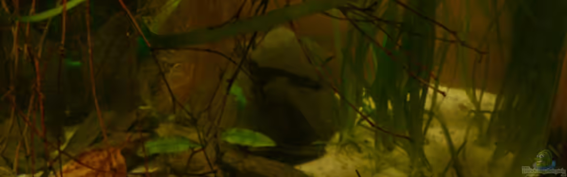 Fotokasten von Cichlid Power