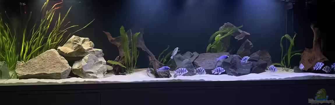 Frontosa Imperium von Stefan B