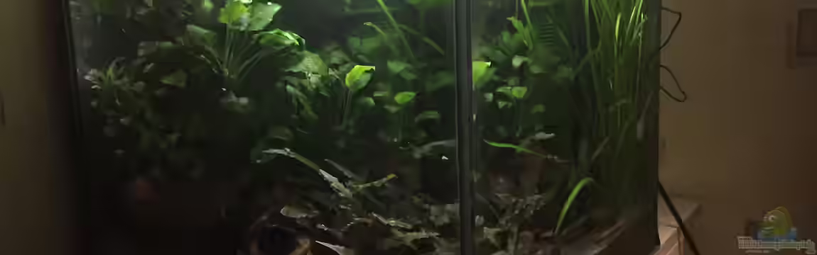 Froschwelten (nur noch als Anschauungsbeispiel) von Danny