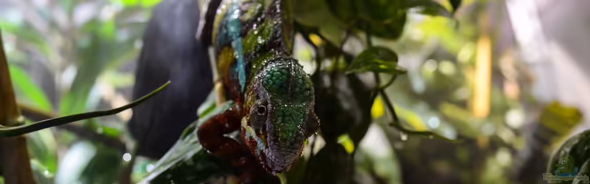 Furcifer Pardalis von fischgarage