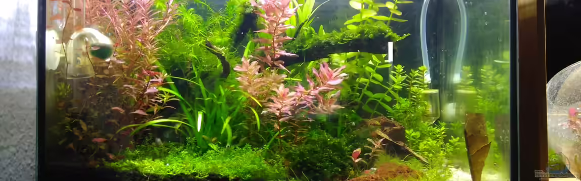 Garnelen-Dschungel- let it grow von Shiro13