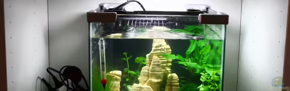 Garnelen Nano Becken (nur noch als Beispiel) von tobsen