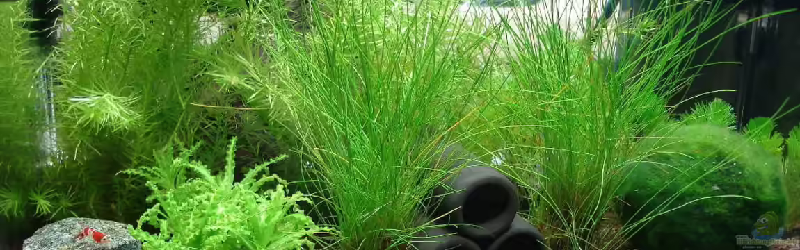 Garnelenbecken von Timo10
