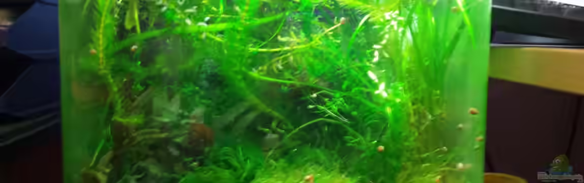 Garni Becken von Aqua