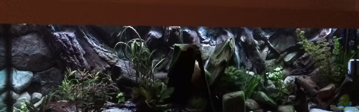 Geophagus Proximus von Captain Gü