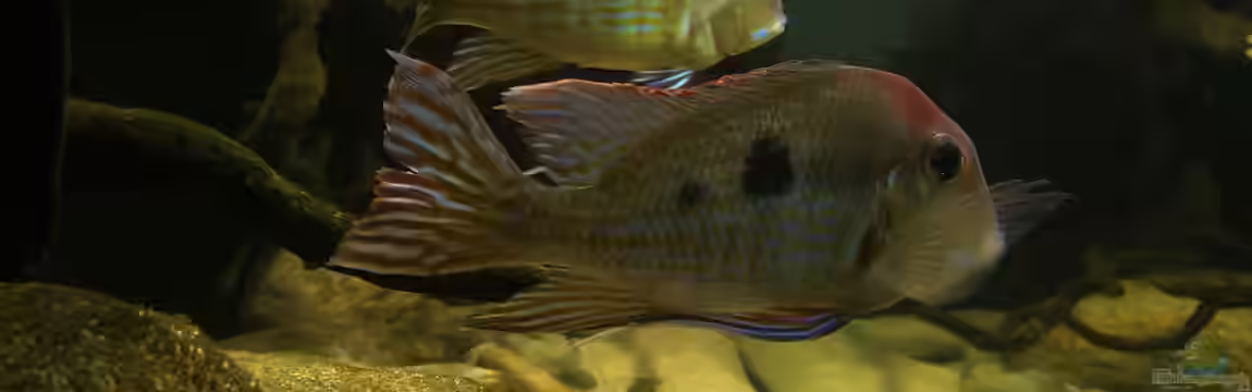 Geophagus tapajos Biotop von Strohhut.